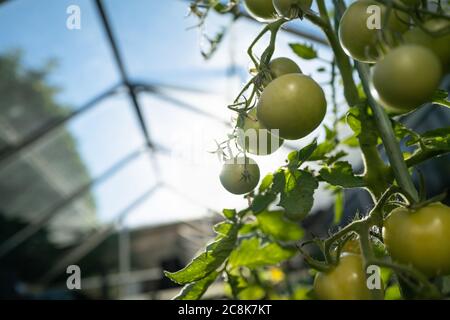 Sonnenlicht, das durch die Fenster eines Gewächshauses scheint und die Stiele der grünreifen Tomaten fängt Stockfoto