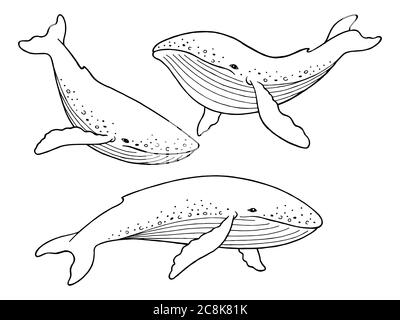 Blue Whale Grafik Set schwarz weiß isoliert Skizze Illustration Vektor Stock Vektor