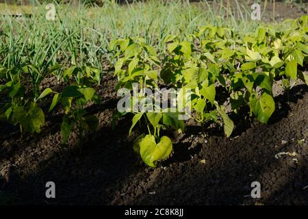 Phaseolus vulgaris, 'Jacobs Cattle Gold', Bohnen trocknen oder schälen, Wales, Großbritannien. Stockfoto
