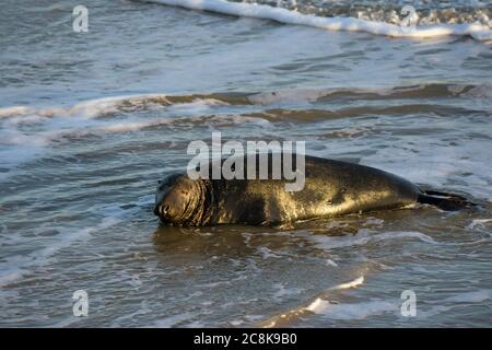 Männlicher Atlantischer Verschluss Stockfoto