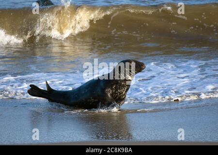 Männlicher Atlantischer Verschluss Stockfoto