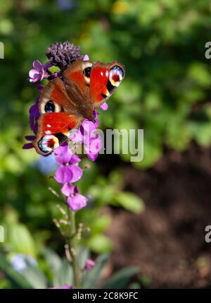 Eine Nahaufnahme von Pfau Schmetterling mit Flügeln weit geöffnet auf einer mehrjährigen Wandblume Blüte Stockfoto