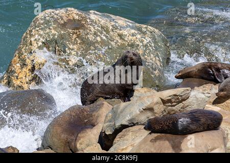 Robben auf den Felsen unterhalb des Ohau-Punktes, während Wellen um sie herum krachen. Auf der Südinsel Neuseelands. Stockfoto