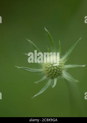 Eine detaillierte Makroansicht eines Scabious, Scabiosa caucasica Blumenkopfes vor einem verschwommenen Hintergrund mit selektivem Fokus. Stockfoto