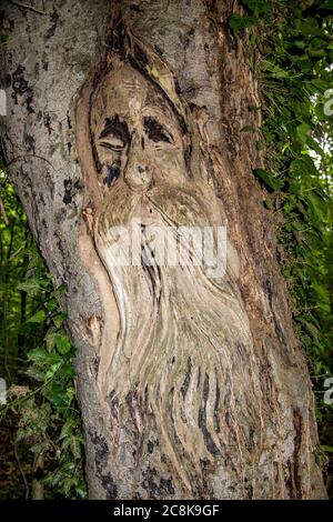 Baumrunk-Schnitzerei Stockfoto