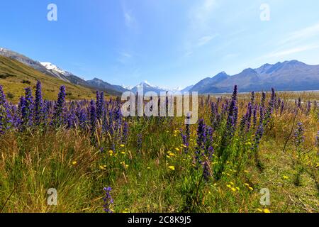 Wildblumen wachsen im Tasman Valley mit Mt Cook im Hintergrund Stockfoto