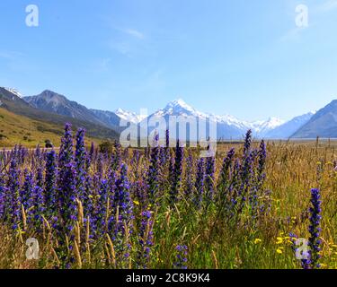 Wildblumen wachsen im Tasman Valley mit Mt Cook im Hintergrund Stockfoto