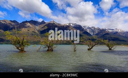 Weidenbäume in der Glenorchy Lagune mit den Gipfeln der Berge bedeckt in Wolke im Hintergrund. Stockfoto