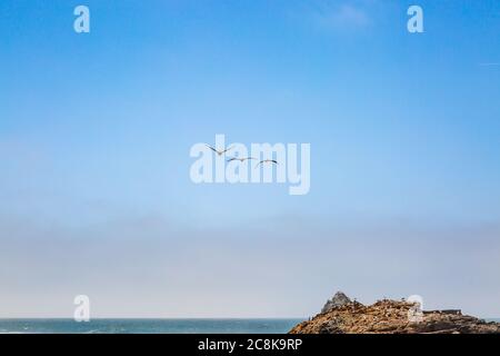 Pelikane im Flug über Seal Rock, vor der kalifornischen Küste bei San Francisco Stockfoto