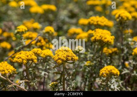 Gelbe Küstenblumen an der kalifornischen Küste Stockfoto