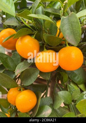 Nahaufnahme eines isolierten Baumes (Zitruskalamandin) mit reifen Orangenfrüchten und grünen Blättern (Schwerpunkt auf Frucht in der Mitte) Stockfoto