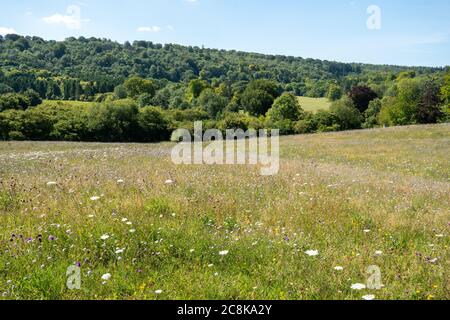 Wildblumenwiese und Landschaft auf dem Landgut Highclere Castle in Hampshire, England, im Sommer oder Juli Stockfoto