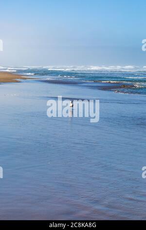 Eine Möwe, die am Ufer des Wassers am Ocean Beach in San Francisco steht Stockfoto