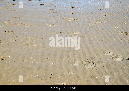 Hufdrucke auf dem Sand, Longrock Beach, Cornwall Großbritannien Stockfoto