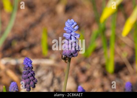 Nahaufnahme einer Honigbiene in der Nähe der Blüte einer Traubenhyazinthe, Muscari armeniacum Stockfoto