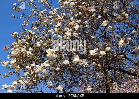 Niedriger Blickwinkel auf weiße Blumen eines Magnolienbaums vor einem klaren blauen Himmel, Magnolia grandiflora Stockfoto