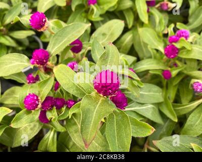 Draufsicht Nahaufnahme von isolierten violetten Amaranth-Globenblüten (Gomphrena globosa) mit grünen Blättern Stockfoto