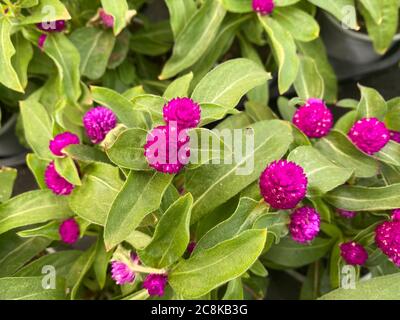 Draufsicht Nahaufnahme von isolierten violetten Amaranth-Globenblüten (Gomphrena globosa) mit grünen Blättern Stockfoto