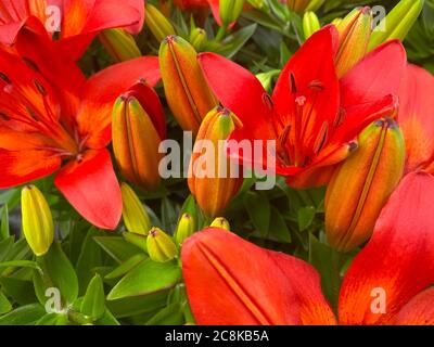 Draufsicht Nahaufnahme von isolierten schönen roten Lilienblüten und Knospen (lilium) mit grünen Blättern Stockfoto