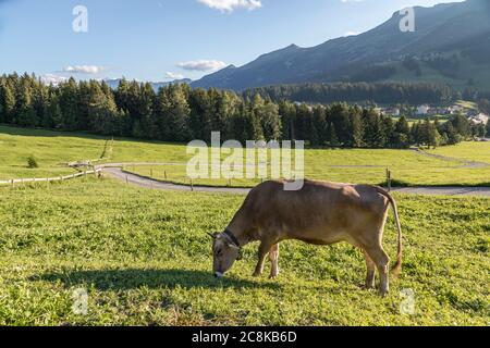 Braune Kuh in den schweizer alpen Stockfoto