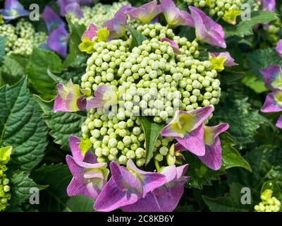 Draufsicht Nahaufnahme einer isolierten rosa violetten Blume (Hortensien) mit grünen Blättern Stockfoto