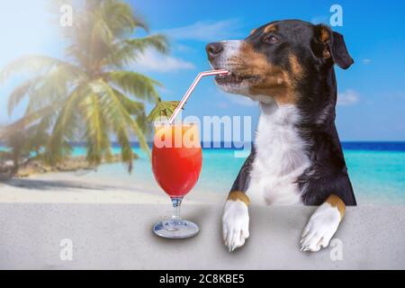 Cocktail Drink Hund im Sommerurlaub und die Beach Club Bar Stockfoto