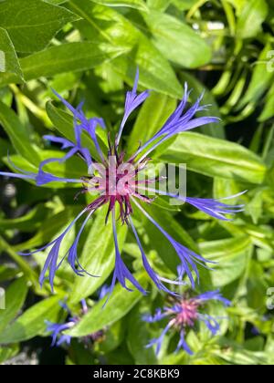 Draufsicht Nahaufnahme eines vereinzelten, schönen purpurblauen Blütenkopfes (centaurea montana) mit grünen Blättern Stockfoto