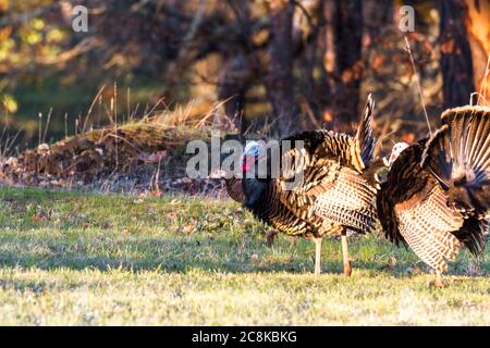 Große Tom Truthähne am frühen Morgen in einem grünen Feld mit Eichen im Hintergrund Stockfoto