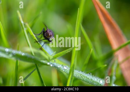 Makrofotografie einer stabilen Fliege auf einem Grashalm. Am frühen Morgen in den Andenbergen von Zentralkolumbium aufgenommen. Stockfoto