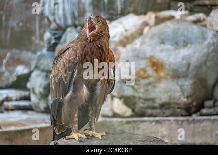 Der Greifvogel Steppe Eagle sitzt mit offenem Schnabel zwischen den Steinen und schaut genau hin. Aquila nipalensis Stockfoto