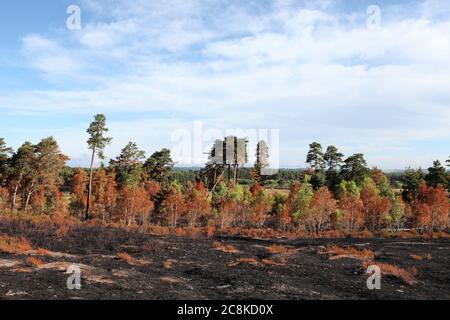 Die Nachwirkungen des Waldbrands Thursley Common, der im Juni 2020 150 Hektar geschütztes Heideland in Surrey, Großbritannien, verbrannte. Stockfoto