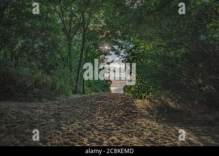 Blick durch einen Baumtunnel auf den Strand und das Meer der ostsee auf der Insel Poel in Neuhof Stockfoto