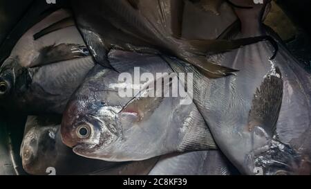 Frisches Pomfret Fisch Stock Foto Stockfoto