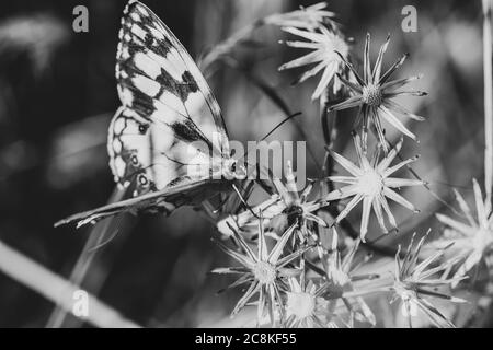 Schwarz-weiß-geflügelte Schmetterling (melanargia ines) auf getrockneten sternförmigen Blüten auf dem Feld thront Stockfoto