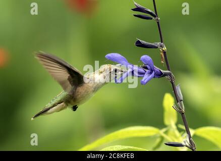 Nahaufnahme eines juvenilen Ruby-throated Kolibri (Archilochus colubris), der sich von Nektar von Black and Blue Kolibri Sage in Kanada ernährt Stockfoto