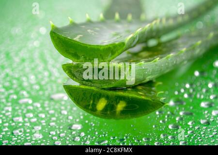 Natürliche Schönheitsprodukte und pflanzliches klinisches Behandlungskonzept mit Makro-Nahaufnahme auf einem Aloe Vera-Pflanzenblatt und Gel isoliert auf nassem grünem Backgr Stockfoto