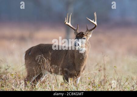 Großer Wildschwanzbock, der auf einem offenen Feld im Smoky Mountains National Park, Tennessee, steht Stockfoto
