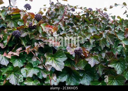 Ivy geht im Winter. Grüner Hintergrund. Grafikressourcen Stockfoto
