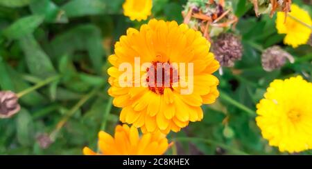 Wunderschöne Ringelblume. Nahaufnahme der bunten Pot Marigold Blume Stockfoto