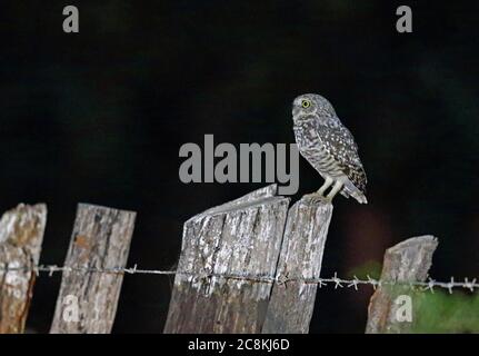 Die grabende Eule (Athene cunicularia troglodytes) ist ein Erwachsener, der auf einem Zaunpfosten (endemische Unterart) sitzt. Bahoruco Mountains NP, Dominikanische Republik Stockfoto