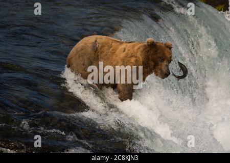 Ein alaskischer Braunbär fängt einen Sockeye-Lachs an den Brooks Falls im Katmai National Park, Alaska Stockfoto