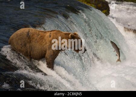 Ein alaskischer Braunbär fängt einen Sockeye-Lachs an den Brooks Falls im Katmai National Park, Alaska Stockfoto