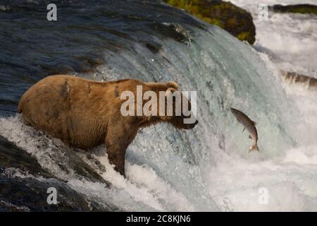 Ein alaskischer Braunbär fängt einen Sockeye-Lachs an den Brooks Falls im Katmai National Park, Alaska Stockfoto