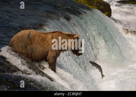 Ein alaskischer Braunbär fängt einen Sockeye-Lachs an den Brooks Falls im Katmai National Park, Alaska Stockfoto