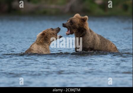 Zwei unterErwachsene Alaskan Braunbären spielen im Brooks River im Katmai National Park, Alaska Stockfoto