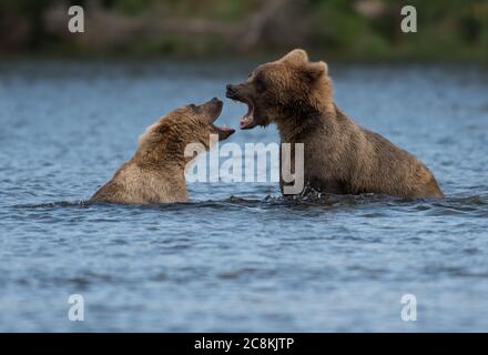 Zwei unterErwachsene Alaskan Braunbären spielen im Brooks River im Katmai National Park, Alaska Stockfoto