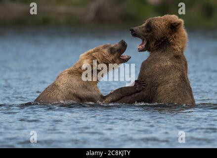 Zwei unterErwachsene Alaskan Braunbären spielen im Brooks River im Katmai National Park, Alaska Stockfoto