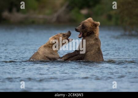 Zwei unterErwachsene Alaskan Braunbären spielen im Brooks River im Katmai National Park, Alaska Stockfoto