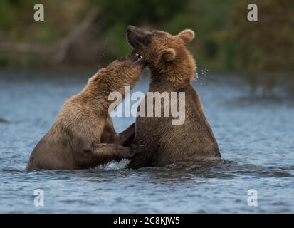 Zwei unterErwachsene Alaskan Braunbären spielen im Brooks River im Katmai National Park, Alaska Stockfoto