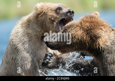 Zwei unterErwachsene Alaskan Braunbären spielen im Brooks River im Katmai National Park, Alaska Stockfoto